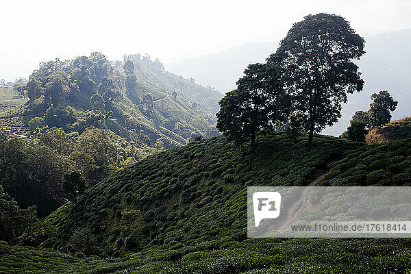 Teepflanzen (Camellia sinensis) bedecken die üppigen Berghänge im Hochland des Distrikts Ilam; Provinz Nr. 1  Ostnepal  Nepal