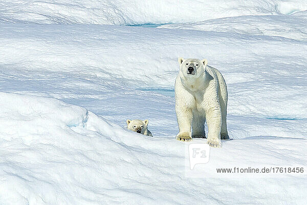 A polar bear (Ursus maritimus) and its cub wandering across the ice floes in the Canadian Arctic.