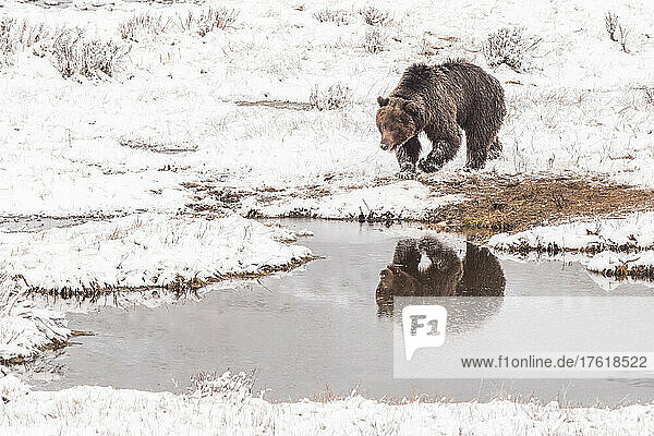 Braunbär (Ursus arctos)  der im Winter an der schneebedeckten Küste entlangläuft  mit Spiegelung im Wasser; Yellowstone National Park  Vereinigte Staaten von Amerika