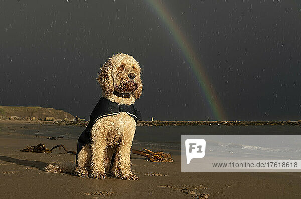 Ein blonder Kakadu-Hund sitzt während eines Regens mit einem Regenmantel an einem Strand am Wasser; Whitburn  Tyne and Wear  England