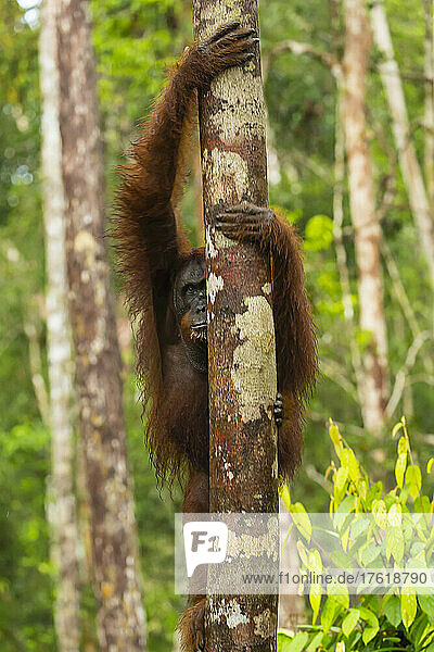 A Bornean orangutan  Pongo pygmaeus  clinging to a tree trunk.