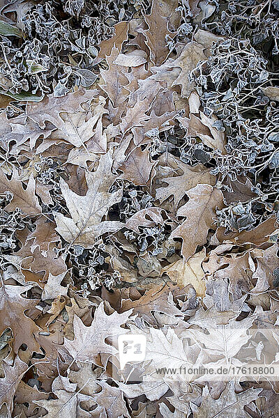 Abgestorbene Blätter mit einer Schicht aus Frost; Tea Creek Mountain Trail - Pocahontas  County  West Virginia  USA
