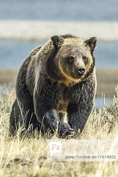 Amerikanischer Braunbär beim Spaziergang im Yellowstone National Park; Vereinigte Staaten von Amerika