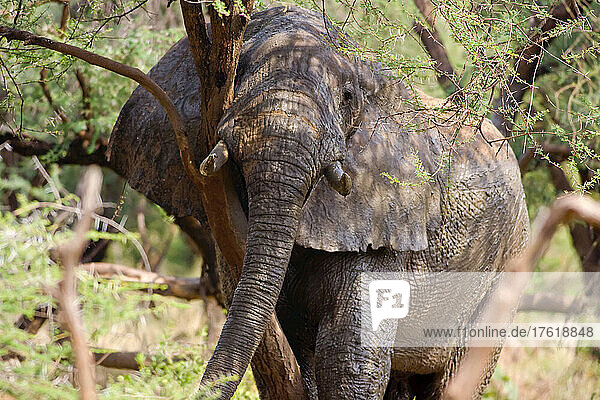 An elephant scratches himself in Manyara National Park