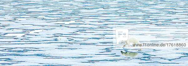 Ein einsamer Eisbär spaziert auf dem Eis des Arktischen Ozeans.