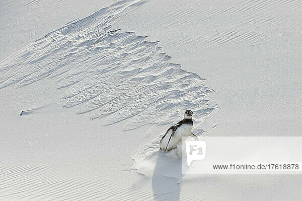 Ein Magellanpinguin (Spheniscus magellanicus) rutscht seitwärts  während er einen sandigen Abhang hinunterläuft und Spuren im Sand hinterlässt; Falklandinseln  Antarktis