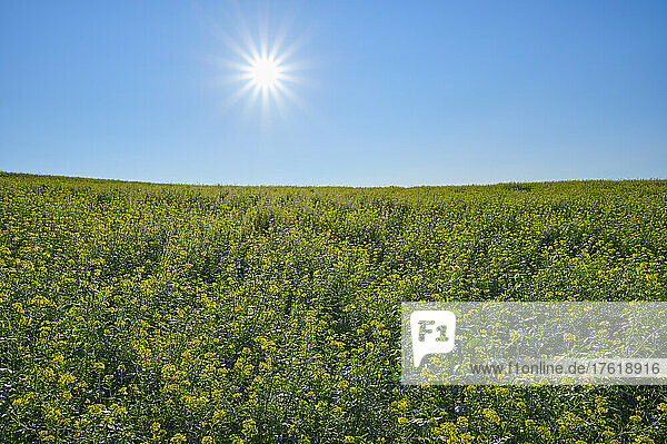 Feld mit blühenden Senfpflanzen (Brassica) bei strahlend blauem Himmel und Sonnenschein; Odenwald  Hessen  Deutschland