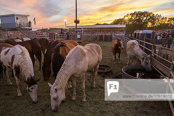 Horses stand in a holding pen for the Livingston Roundup Rodeo in Montana  USA; Livingston  Montana  United States of America