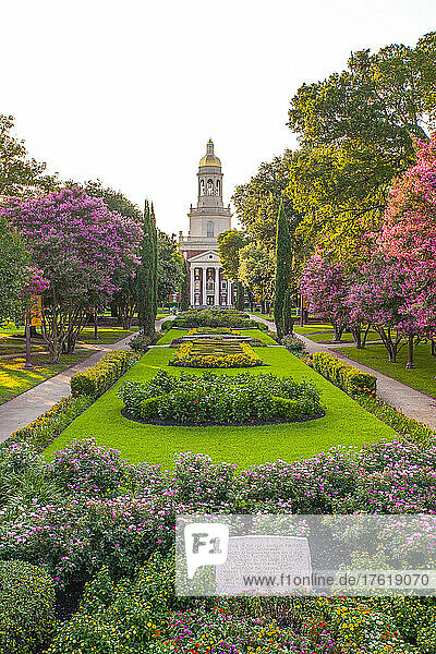 Baylor University historic quadrangle  with blossoming trees and walkways through the beautiful campus and a view to Pat Neff Hall; Waco  Texas  United States of America