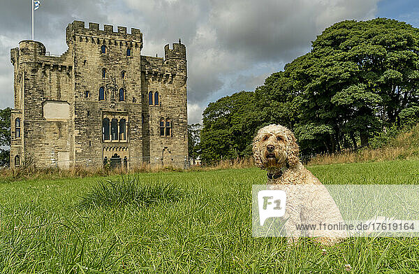 Blonder Kakadu-Hund auf der Wiese vor Hylton Castle; Sunderland  Tyne and Wear  England