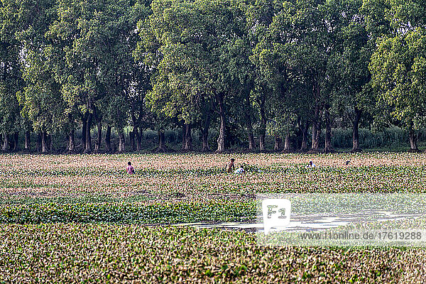 People crouching in a field for bird watching; Rural Punjab  Amritsar  India