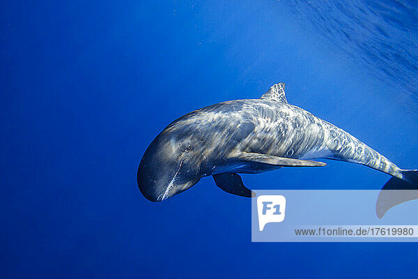 Zwerg-Killerwal (Feresa attenuata)  auch bekannt als Schlanker Schwarzfisch oder Schlanker Grindwal; Hawaii  Vereinigte Staaten von Amerika