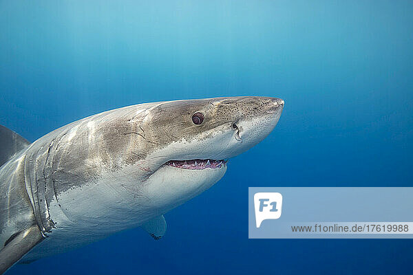 Dieser Weiße Hai (Carcharodon carcharias) wurde vor der Insel Guadalupe in Mexiko fotografiert; Mexiko