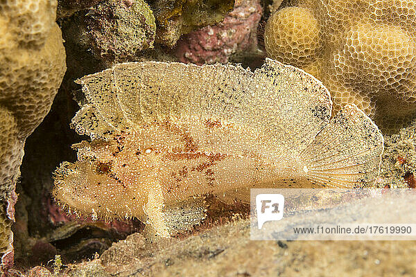 The leaf scorpionfish (Taenianotus triacanthus) does not possess any venomous fin spines and reaches around 4 inches in length; Hawaii,  United States of America