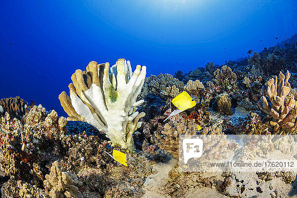 Dieses Bild  aufgenommen im November 2021  zeigt die Korallenbleiche an einem Bestand der Geweihkoralle (Pocillopora eydouxi). Die Korallenkolonien sind von den hohen Wassertemperaturen betroffen; Hawaii  Vereinigte Staaten von Amerika