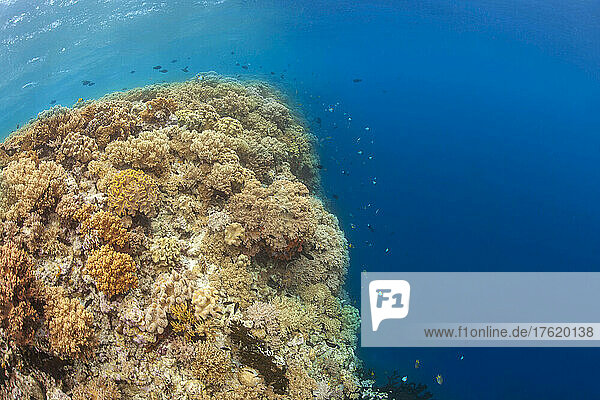 Weich- und Hartkorallen säumen die Spitze des Riffs am Rande einer Wand im Pazifischen Ozean in Indonesien; Indonesien