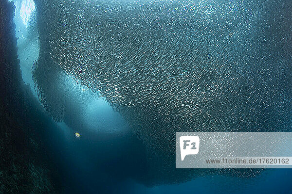 Ein riesiger Schwarm von Millionen von Sardinen; Moalboal  Cebu  Central Visayas  Philippinen
