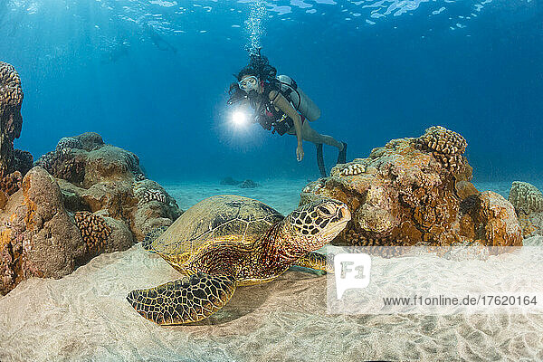 Female scuba diver shining a light on a green sea turtle (Chelonia mydas); Hawaii  United States of America