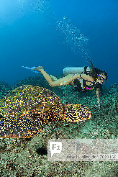 Grüne Meeresschildkröte (Chelonia mydas) und Taucher; Hawaii  Vereinigte Staaten von Amerika