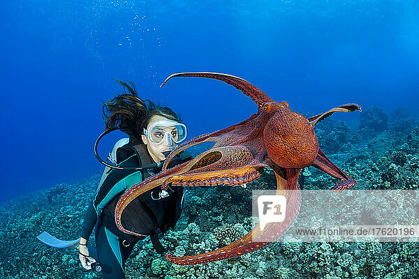 Vorsichtig und neugierig zugleich  behält dieser Tagkrake (Octopus cyanea) den Taucher genau im Auge; Hawaii  Vereinigte Staaten von Amerika