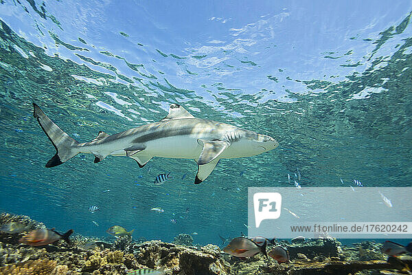 Blacktip reef shark (Carcharhinus melanopterus) and various reef fish cruise a shallow reef in Beqa Lagoon; Fiji