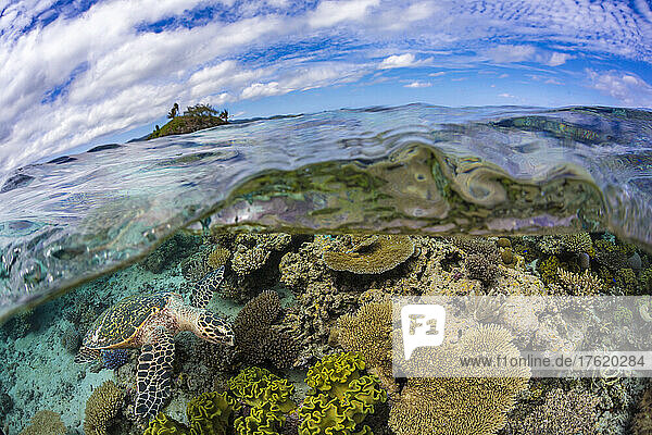 Splitbild einer Echten Karettschildkröte (Eretmochelys imbricata)  die ein flaches Riff vor Two Tree Island (oben)  vor der Insel Kadavu in der südöstlichen Ecke der Fidschi-Inseln  auf einen Nachmittagssnack untersucht; Fidschi