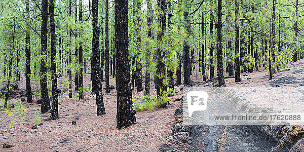 Spain  Province of Santa Cruz de Tenerife  Canary Island pine tree (Pinus canariensis) forest in Teide National Park