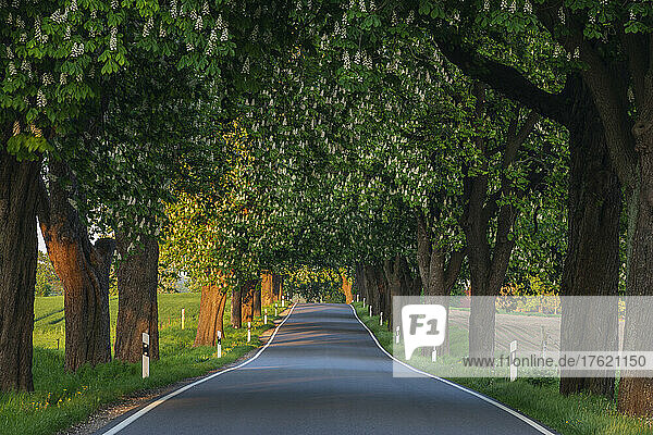 Asphalt road lined with horse chestnut trees (Aesculus Hippocastanum) in summer