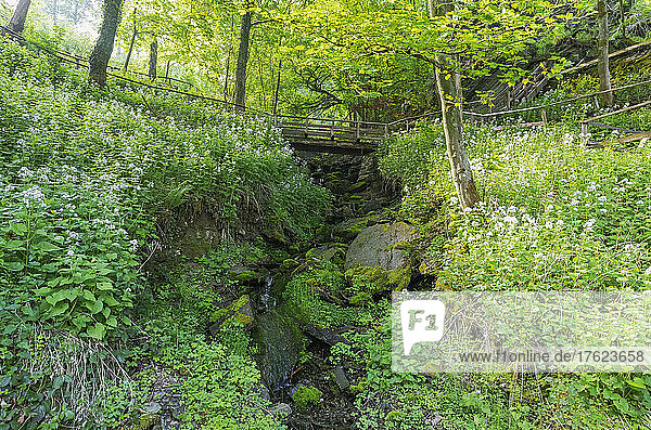 Germany  North Rhine-Westphalia  Monschau  Bridge over small creek surrounded by springtime flora