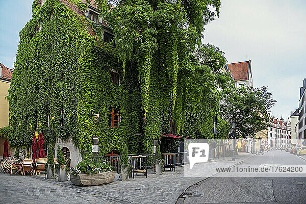 Germany  Bavaria  Munich  Old town house overgrown by green ivy