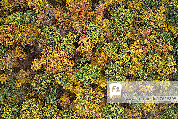 Drone view of yellow autumn forest