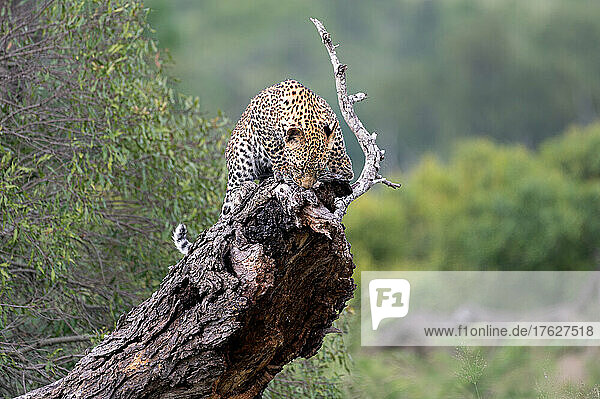 A leopard cub  Panthera pardus  stands on a fallen over tree