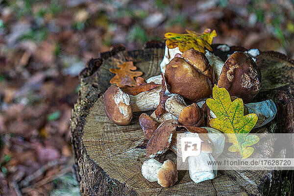 Close-up of a harvest of porcini mushrooms spread out on a cut-off tree in the forest.