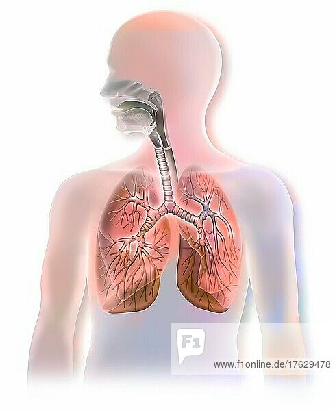 Anatomy of the airways showing the trachea and the lungs. .