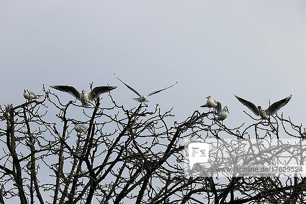 Black-headed gulls in a park in Paris  Ile de France  France.