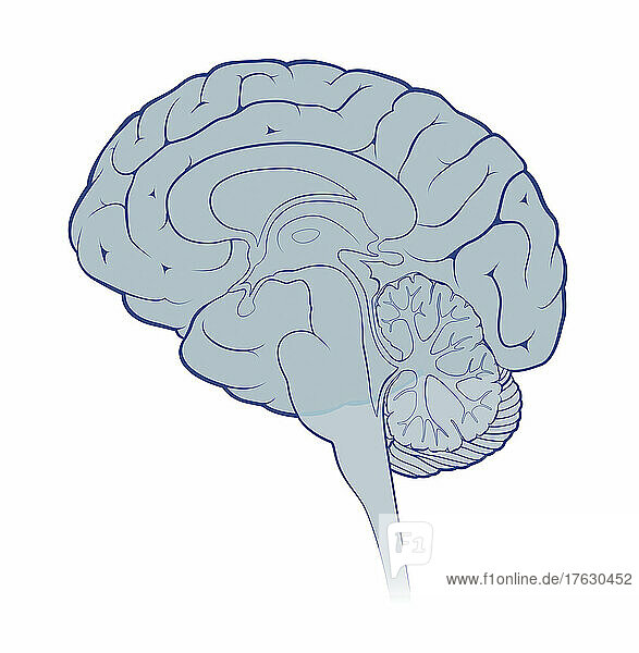 Sagittal section of human brain on white background.