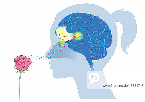 Prefrontal area: area active by smell and providing emotions.