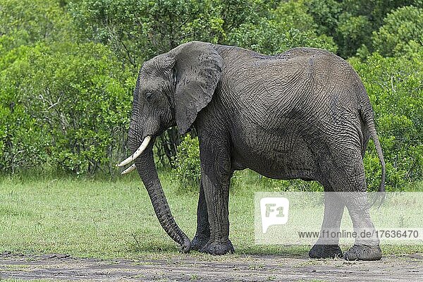 Afrikanischer Elefant (Loxodonta africana)  Masai Mara National Reserve  Kenia  Afrika