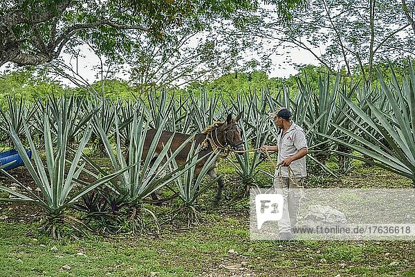 Henequen Agave  Maultier  Hacienda Sotuta de Peon  Yucatan  Mexiko  Mittelamerika