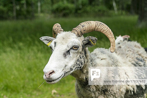 Sheep in grassy field