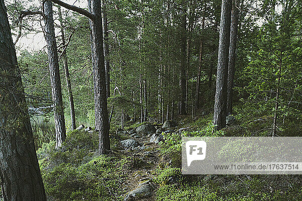 Coniferous trees and rocky footpath in forest