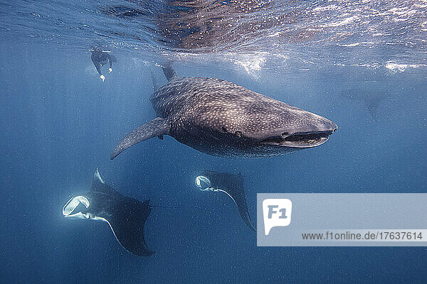 Mexico  Isla Mujeres  Diver swimming with whale sharks and manta rays in sea