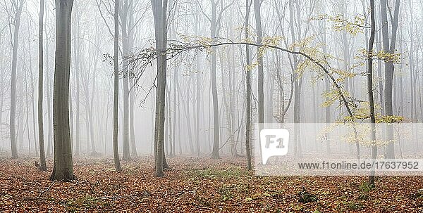 Panorama  gebogener krummer Baum mit letzten gelben Blättern im Buchenwald im Herbst  dichter Nebel  Burgenlandkreis  Sachsen-Anhalt  Deutschland  Europa