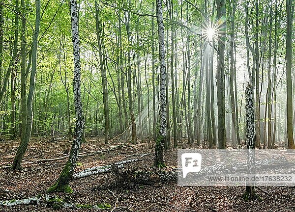 Lichtdurchfluteter Naturnaher Wald aus Buchen und Birken mit Totholz  Sonne strahlt durch Morgennebel  Höhenzug Hohe Schrecke  Thüringen  Deutschland  Europa