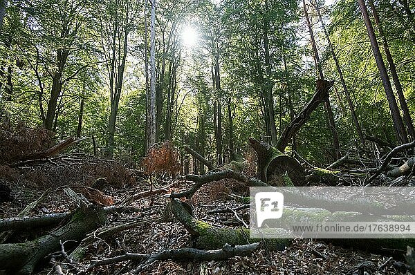 Lying deadwood in the National Park  nesting place for countless insects and feeding place for birds  Vorpommersche Boddenlandschaft National Park  Mecklenburg-Western Pomerania