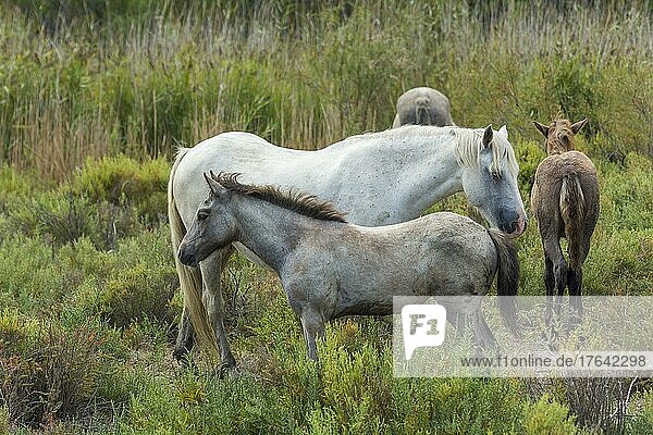 Camargue Horse  mare with foal  Parc naturel régional de Camargue  Languedoc Roussillon  France  Europe