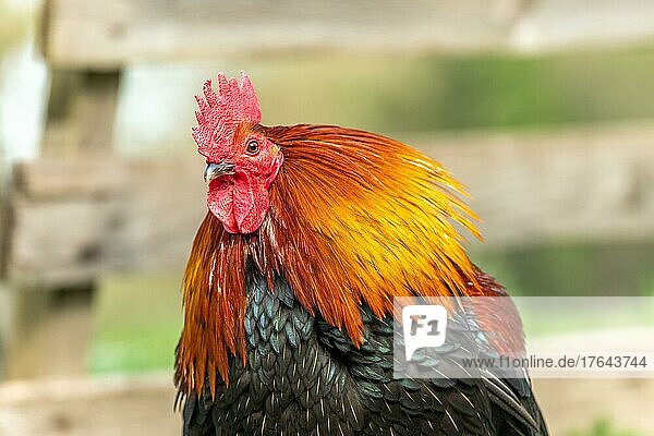 Portrait of a Rooster in a farmyard. Educational Farm  rhinau  alsace  Frankreich  Europa