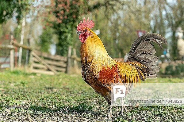 Rooster in a farmyard. Educational Farm  rhinau  alsace  Frankreich  Europa