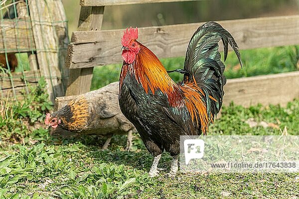 Rooster and hens in a farmyard. Educational Farm  rhinau  alsace  Frankreich  Europa