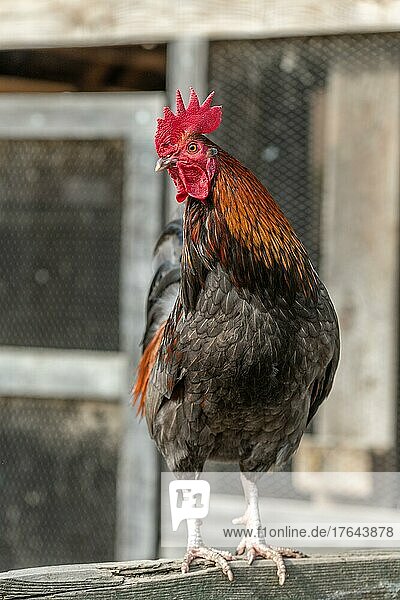 Rooster perched in a farmyard. AGF Educational Farm  Rhinau  Alsace  Frankreich  Europa
